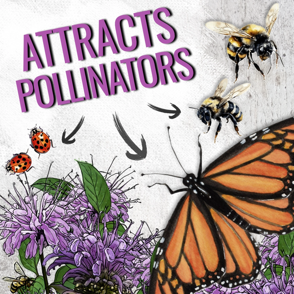 Wild Bee Balm Seeds For Planting (Monarda fistulosa)