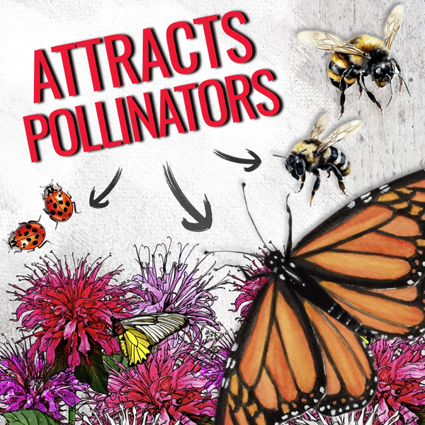 Panorama Blend Bee Balm Seeds For Planting (Monarda didyma)