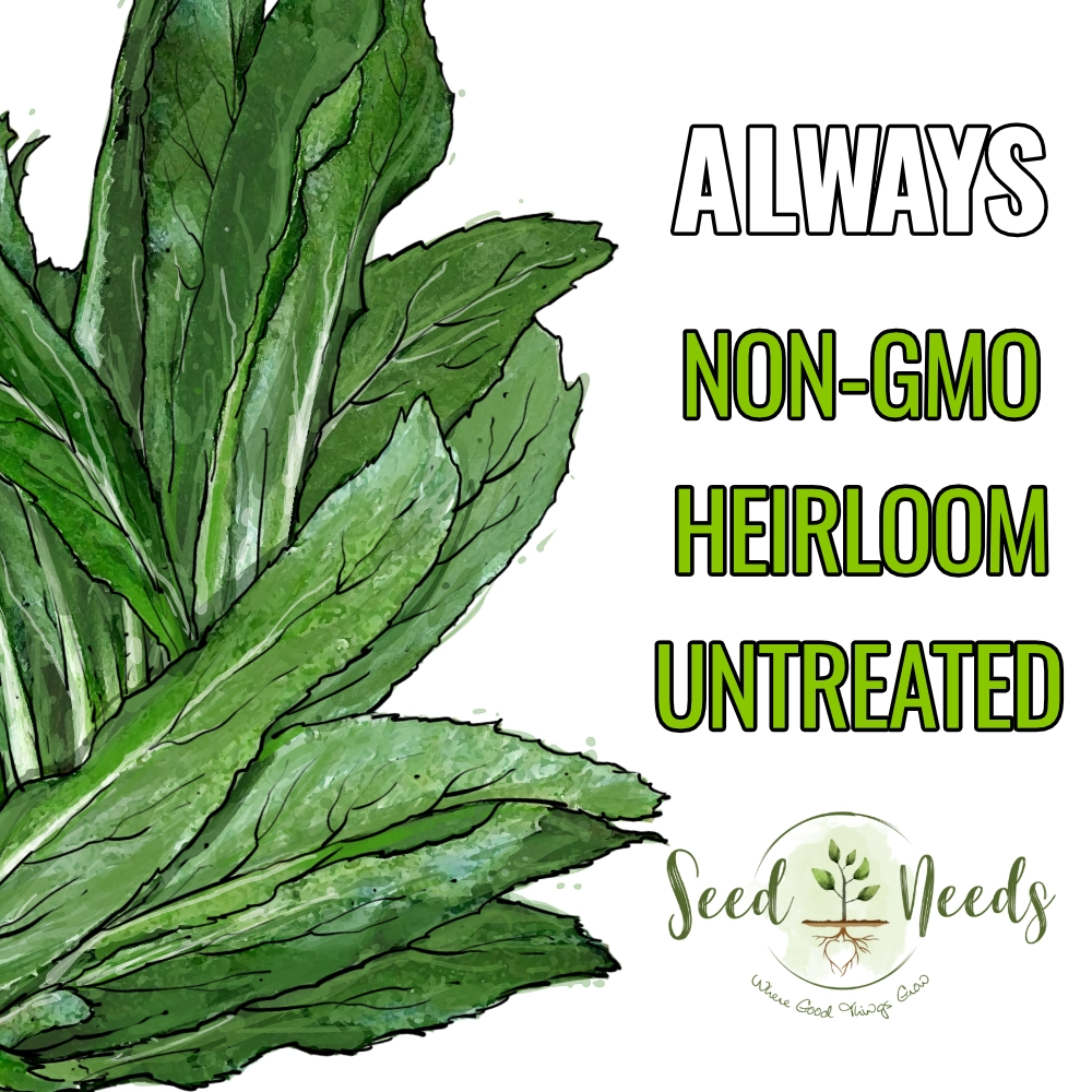 Culantro Herb Seeds For Planting (Eryngium foetidum)