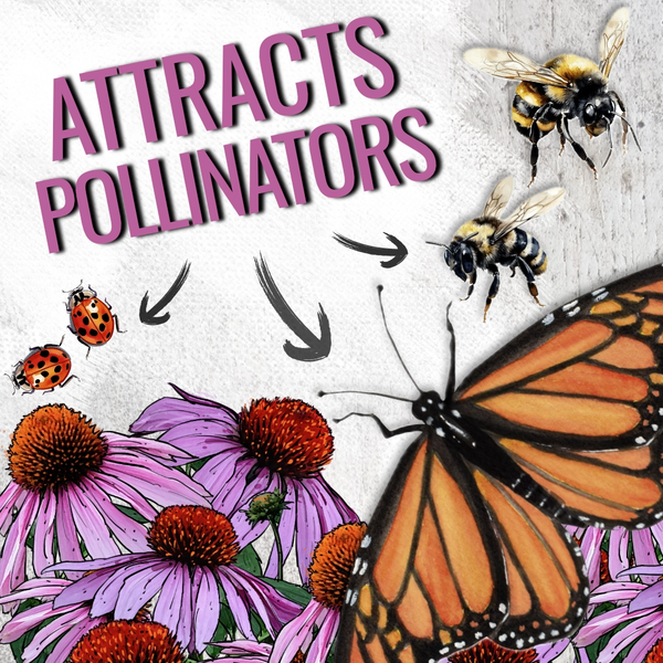 Purple Coneflower Seeds For Planting (Echinacea purpurea)