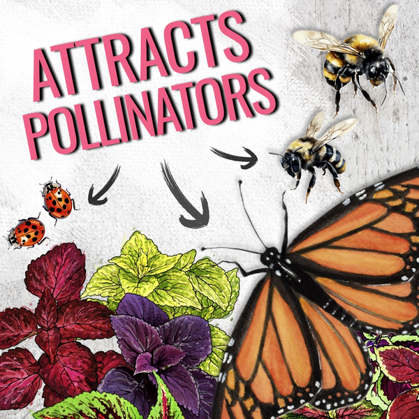 Rainbow Coleus Seeds For Planting (Coleus blumei)