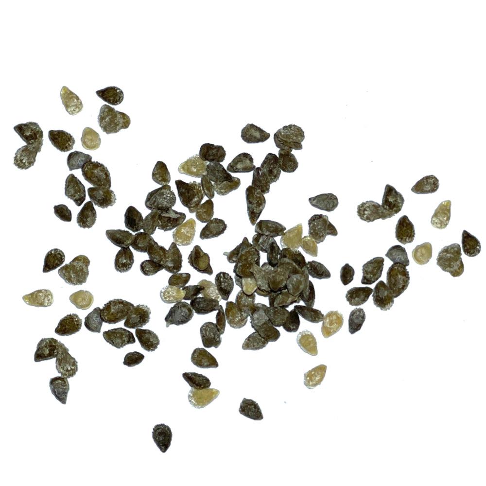 Tiny Tim Tomato Seeds For Planting (Lycopersicon esculentum)