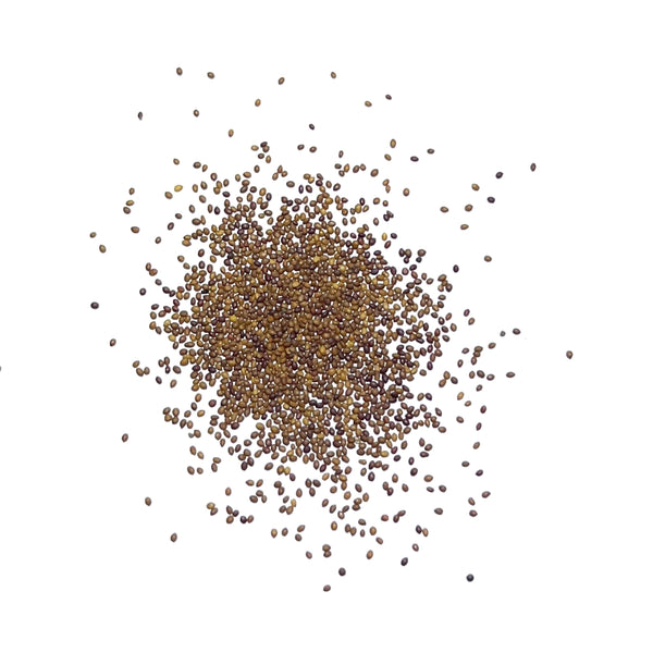 Sweet Marjoram Herb Seeds For Planting (Origanum majorana)