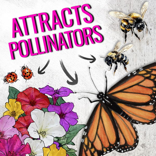 Mixed Four O' Clock Seeds For Planting (Mirabilis jalapa)