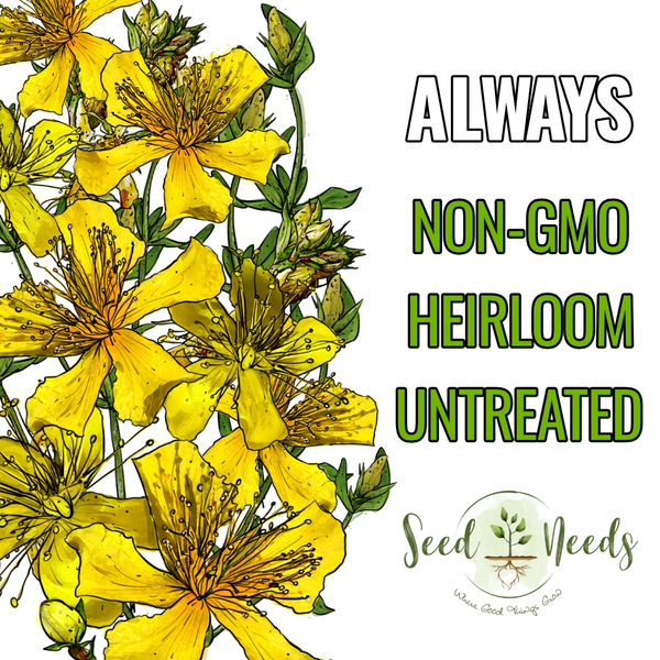 benefits of planting seeds St. Johns Wort Seeds For Planting (Hypericum perforatum) Seed Needs – Seed Needs LLC
