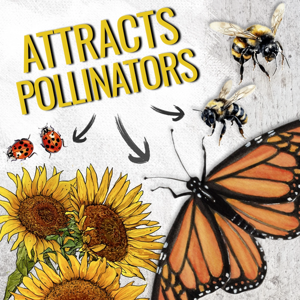 Incredible Dwarf Sunflower Seeds For Planting (Helianthus annuus)