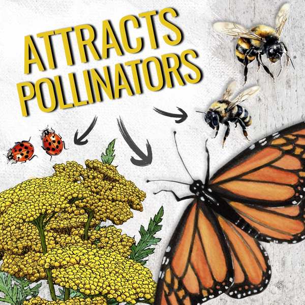 Gold Yarrow Seeds For Planting (Achillea filipendulina)