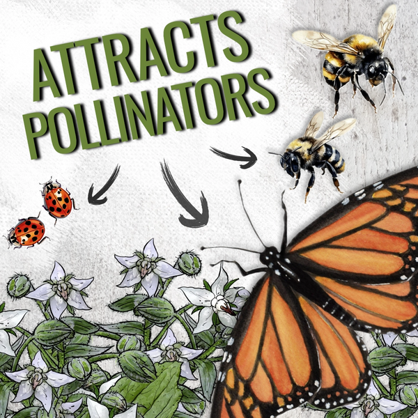 White Borage Seeds For Planting (Borago officinalis)