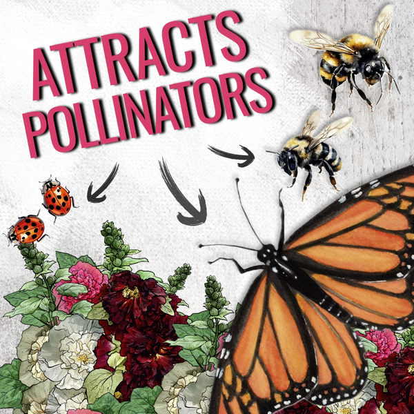 Double Majorette Hollyhock Mixture (Alcea rosea)