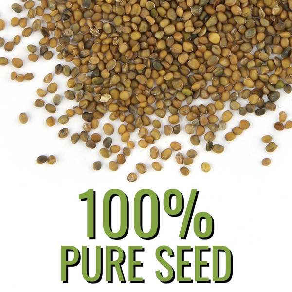 Arugula Herb Seeds For Planting (Eruca sativa)