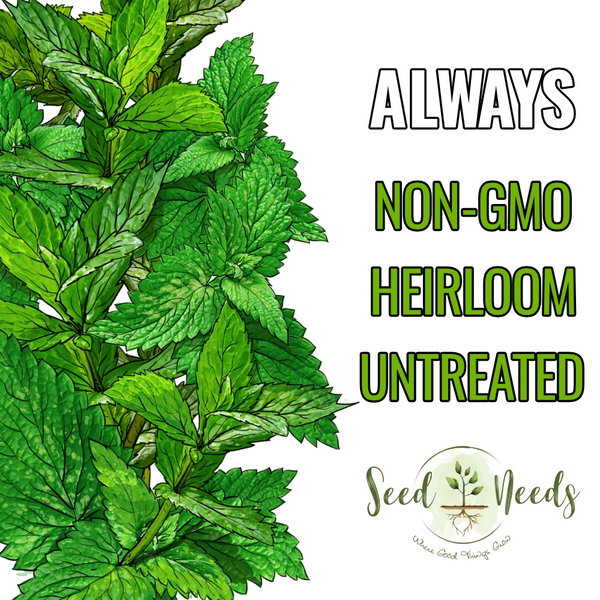 Peppermint Herb Seeds For Planting (Mentha piperita)