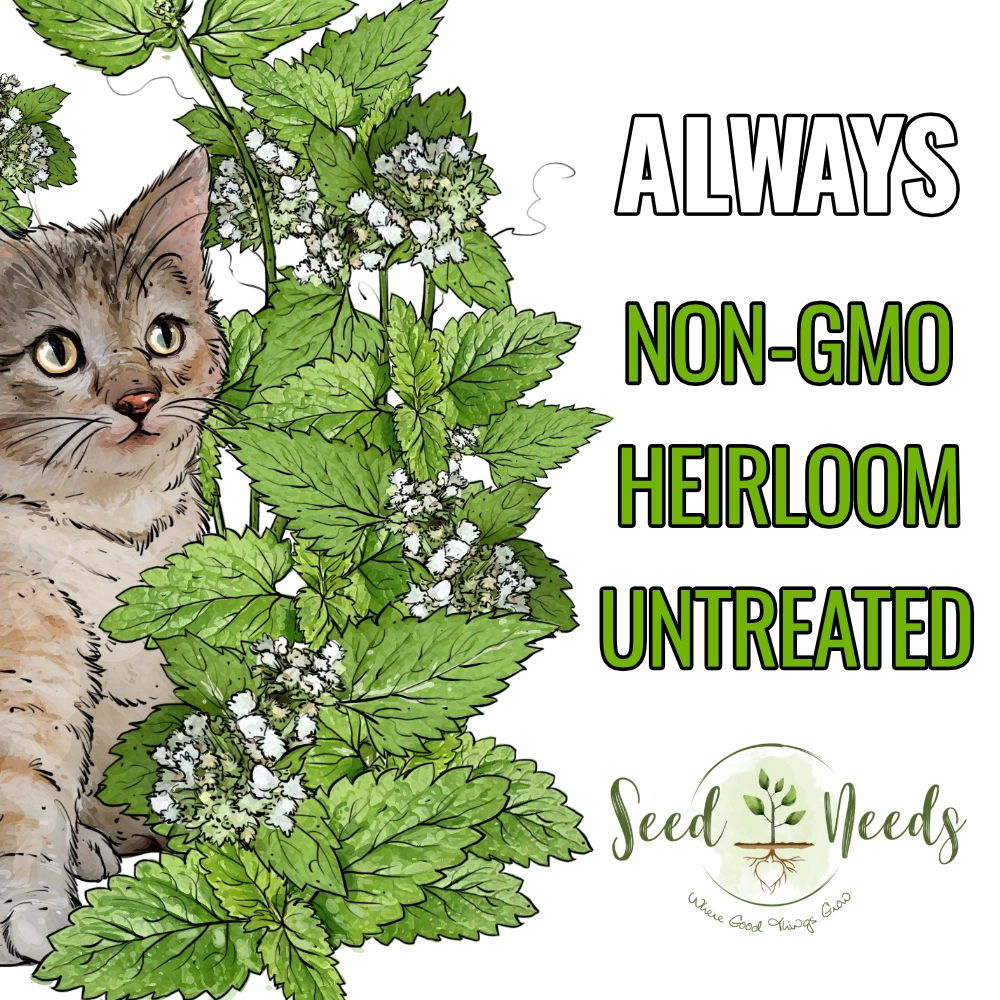 Catnip Herb Seeds For Planting (Nepeta cataria)