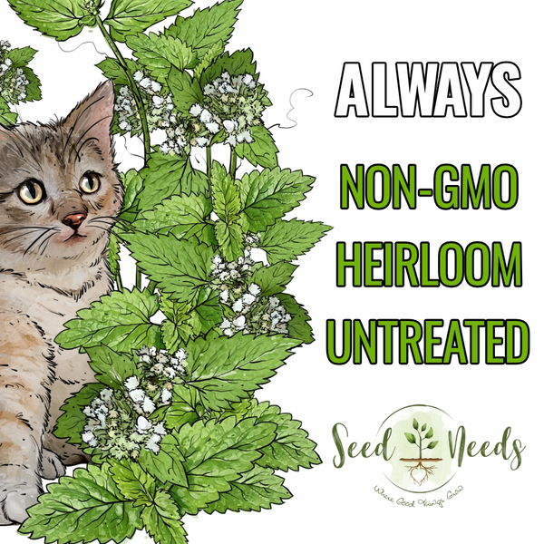 Catnip Herb Seeds For Planting (Nepeta cataria)