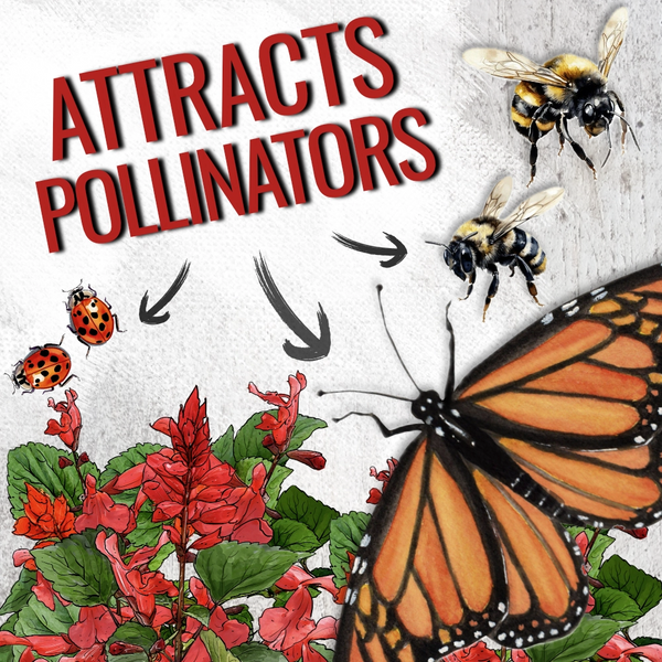 Scarlet Sage Seeds For Planting / Scarlet Salvia (Salvia coccinea)