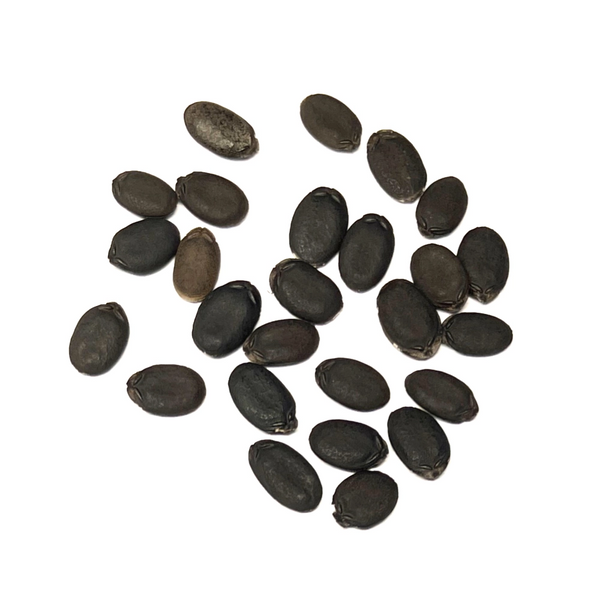 Luffa Gourd Seeds For Planting (Luffa aegyptiaca)