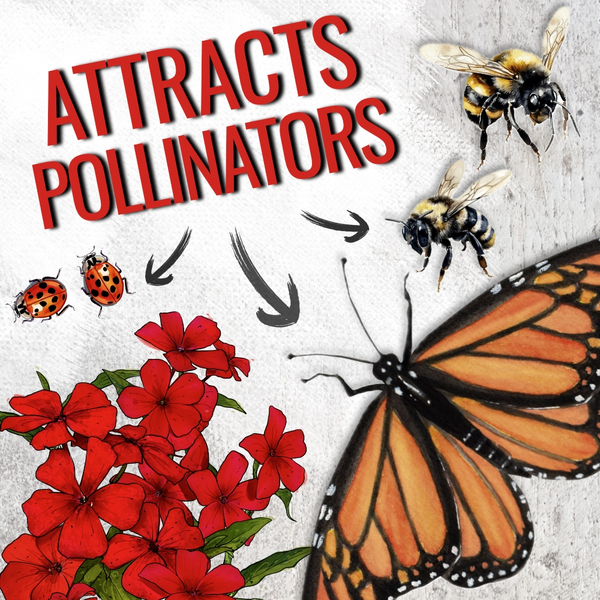 Red Drummond Phlox Seeds For Planting (Phlox Drummondii)