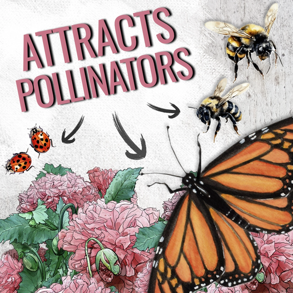 Pale Rose Peony Poppy Seeds For Planting (Papaver paeoniflorum)