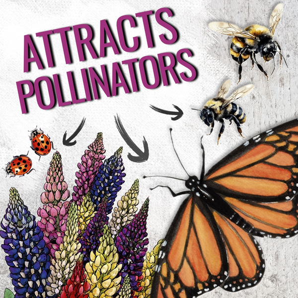 Lupine Russell Seeds For Planting (Lupinus polyphyllus)