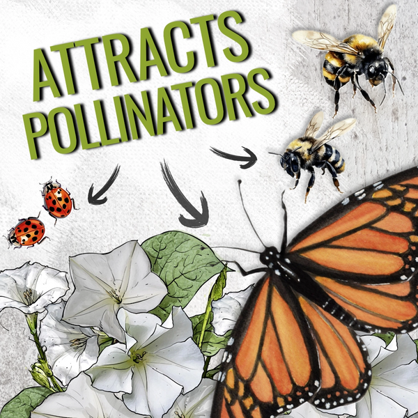 White Moonflower Seeds For Planting - Evening Bloomer (Ipomoea alba)