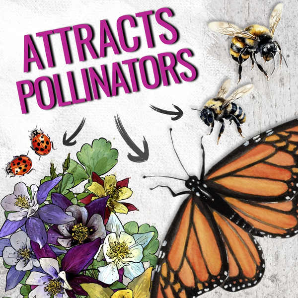 Giant Star, Mckana's Columbine Seeds For Planting (Aquilegia caerulea)