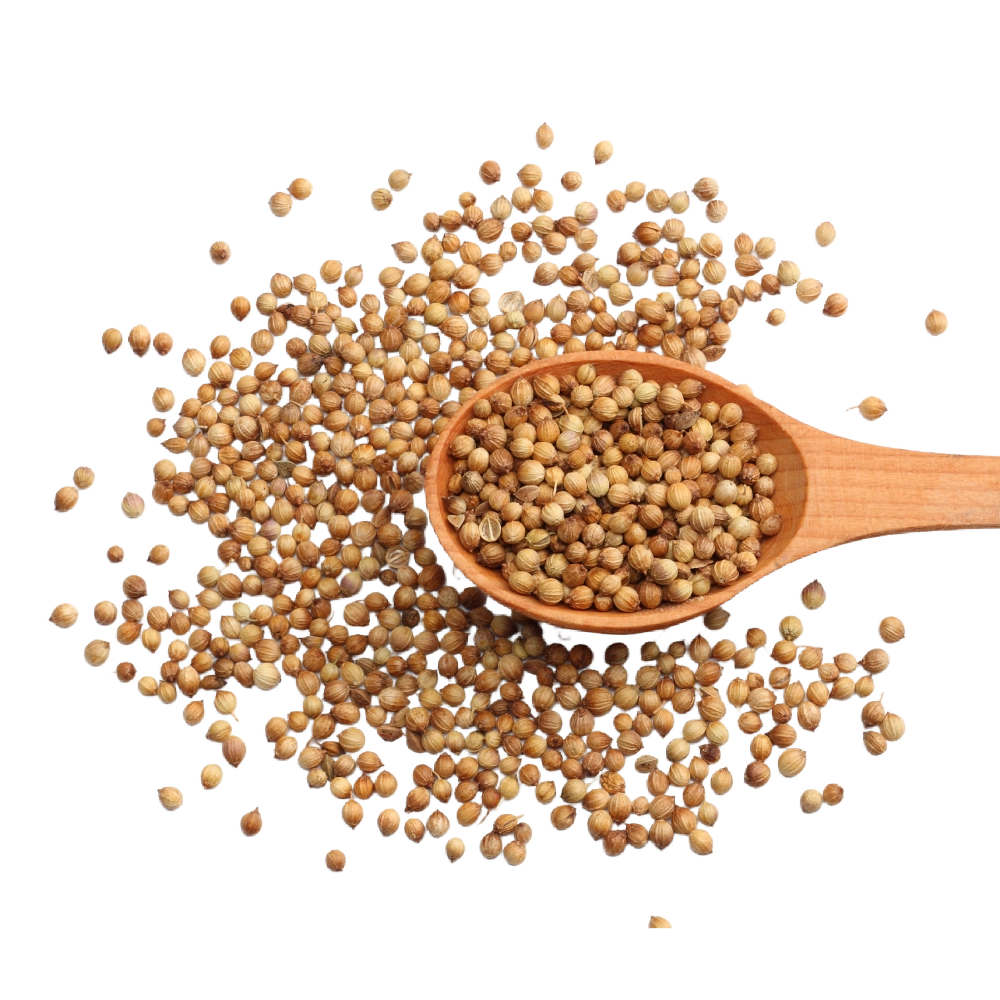 Cilantro Herb Seeds For Planting (Coriandrum sativum)