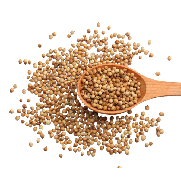 Cilantro Herb Seeds For Planting (Coriandrum sativum)