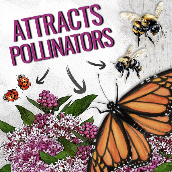 Pink Swamp Milkweed Seeds For Planting (Asclepias incarnata)