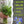 Culinary Herb Seed Variety Pack (12 Packets)