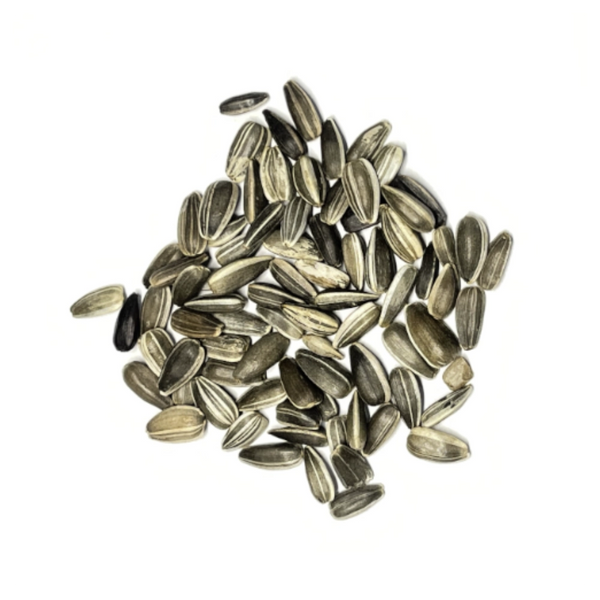 Incredible Dwarf Sunflower Seeds For Planting (Helianthus annuus)