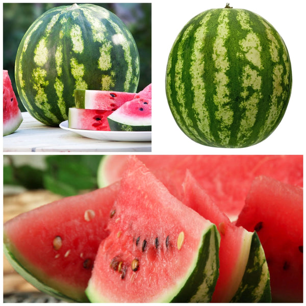Crimson Sweet Watermelon Seeds For Planting (Citrullus lanatus)