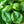 Sweet Basil Herb Seeds For Planting (Ocimum basilicum)