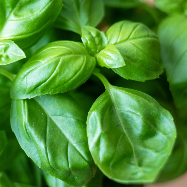Sweet Basil Herb Seeds For Planting (Ocimum basilicum)