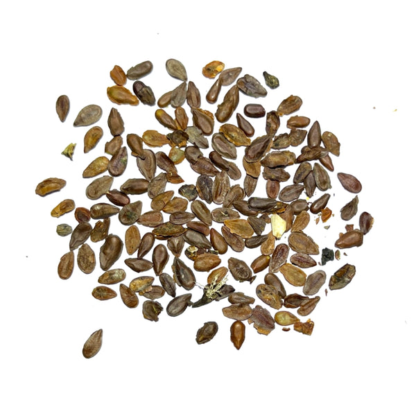 Pink Swamp Milkweed Seeds For Planting (Asclepias incarnata)