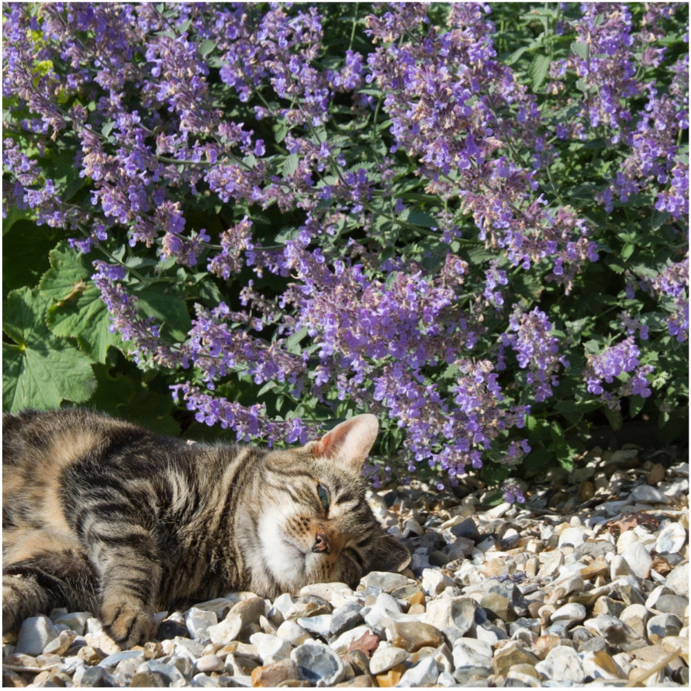Catmint Herb Seeds For Planting (Nepeta mussinii)