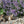 Catmint Herb Seeds For Planting (Nepeta mussinii)