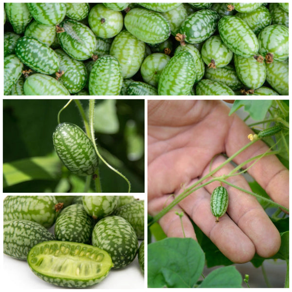 Cucamelon Seeds For Planting, Mexican Sour Gherkin (Melothria scabra)