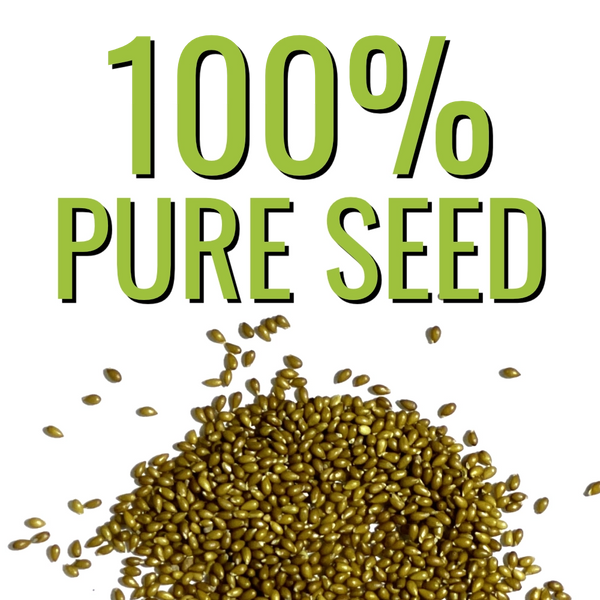 Black Pansy Seeds For Planting "Clear Crystals" (Viola x wittrockiana)