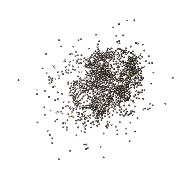 Rainbow Coleus Seeds For Planting (Coleus blumei)