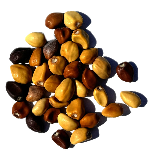 White Moonflower Seeds For Planting - Evening Bloomer (Ipomoea alba)