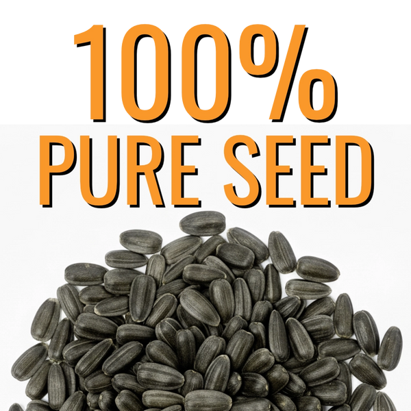 Tall Sungold Sunflower Seeds For Planting (Helianthus annuus)