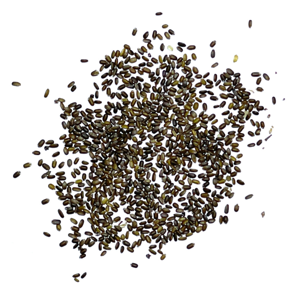 Panorama Blend Bee Balm Seeds For Planting (Monarda didyma)