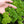 Triple Curled Parsley Seeds For Planting (Petroselinum crispum)