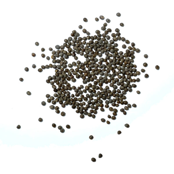 Green Shiso Seeds For Planting (Perilla frutescens)