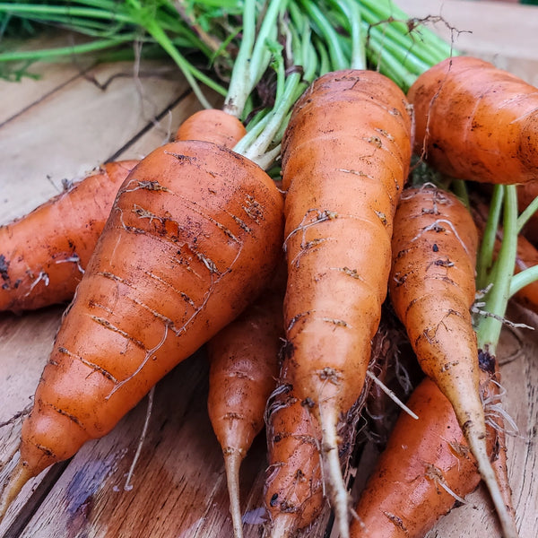 Red Core Chantenay Carrot Seeds For Planting (Daucus carota)