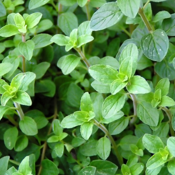 Italian Oregano (Origanum vulgare)