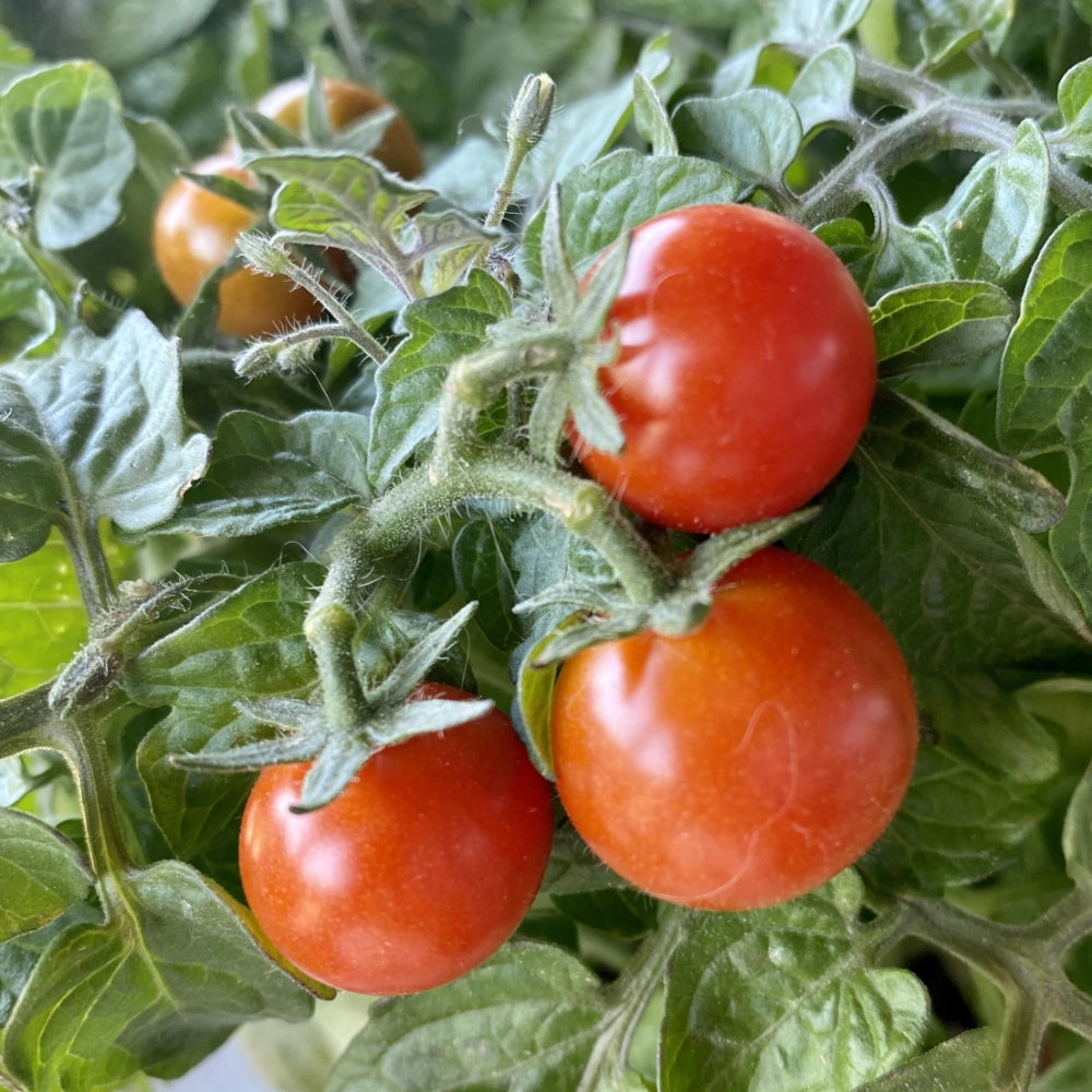 Tiny Tim Tomato Seeds For Planting (Lycopersicon esculentum)