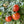 Tiny Tim Tomato Seeds For Planting (Lycopersicon esculentum)