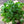 Italian Flat Leaf Parsley Seeds For Planting (Petroselinum crispum)