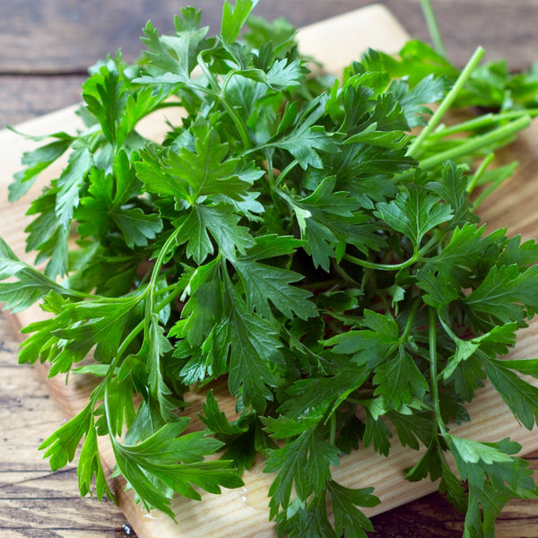 Italian Flat Leaf Parsley Seeds For Planting (Petroselinum crispum)