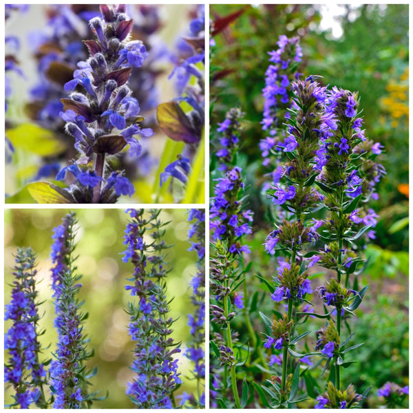 Hyssop Herb Seeds For Planting (Hyssopus officinalis)